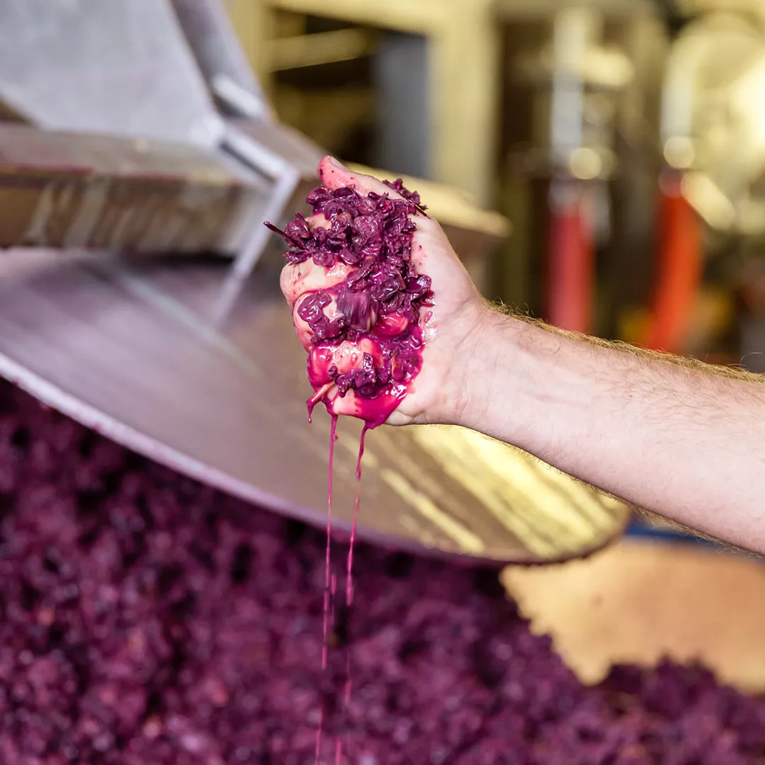 2020_10_03_Cantine_Piccini_Geografico-159